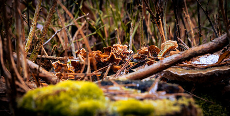 Grzyb żółciak siarkowy Laetiporus sulphureus w lesie,  żółty grzyb 