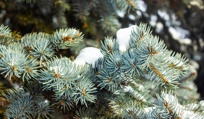 Snowy pine branches in a city park in winter,