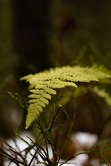 Liść paproci w lesie jesienną porą