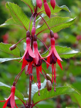 FLORES DE COLOR FUCSIA Y HOJAS VERDES AL AIRE LIBRE. PENDIENTES DE LA REIINA (FUCHSIA, PARONYCHIA ARGENTEA)