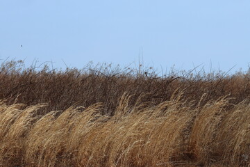 Obraz premium The wind is blowing in the field on a morning nature walk.