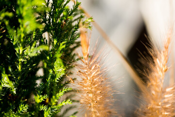 Rozplenica japońska źdźbło ozdobnej trawy w kompozycji z iglakiem. Piękne naturalne tło. © Magdalena