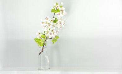 branch of blooming sakura in a glass vase, minimalism in the interior, home design