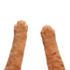 cat's paws