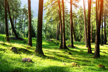Beautiful summer evergreen forest with pine trees and lush grass. Nature background, landscape photography