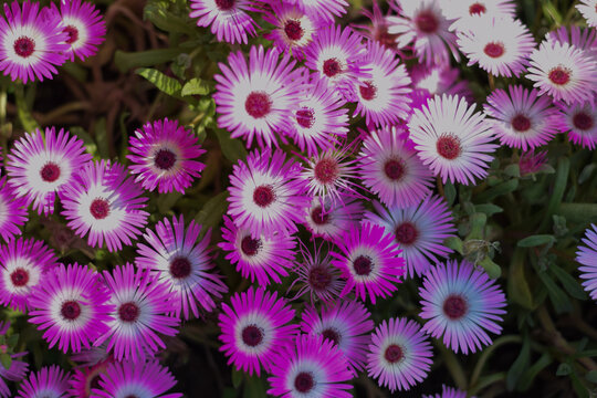 Pink Livingstone daisy or ice plant or Cleretum bellidiforme flowers wallpaper