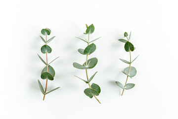 Green leaves eucalyptus isolated on white background. Flat lay, top view.