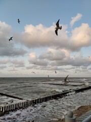 seagulls on the pier