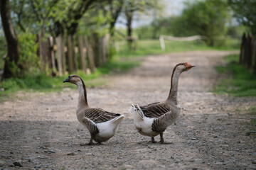 Two gray geese on a village road