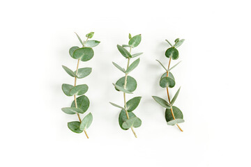 Green leaves eucalyptus isolated on white background. Flat lay, top view.