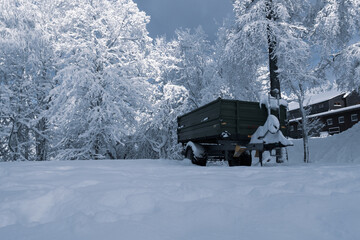 Forrest in snow