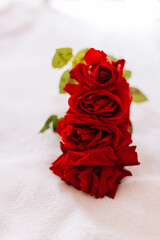 Red roses on a long stem with green leaves isolated on white snow background