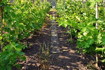 Small vineyard with rows of grape plants, selective focus. Small business. Growing vines