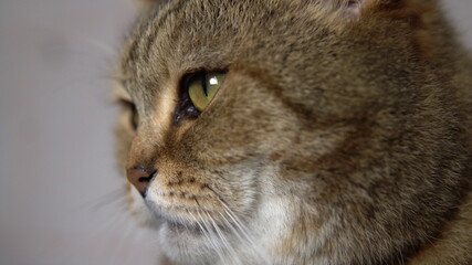 Close-up cat face looks directly at you