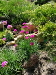 Tiny pink flowering Armeria on a stony garden Alpine slide among other dwarf plants and Coniferous...