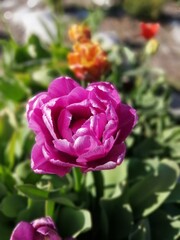 beautiful and unusual purple and pink Tulip in the garden . Flower Wallpaper