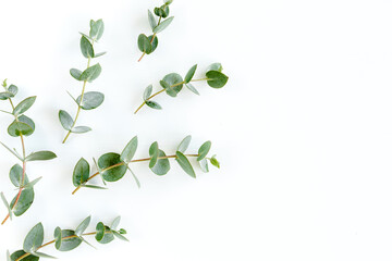 Green leaves eucalyptus isolated on white background. Flat lay, top view. © K.Decor