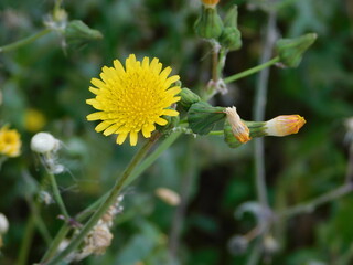Dandelion, or Taraxacum officinale, yellow flower