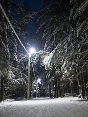Illuminated winter forest at night