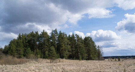 clouds over the forest