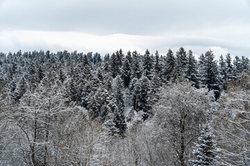 Verschneiter Wald im Sonnenuntergang