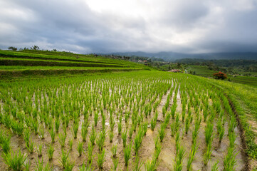 Jatiluwih rice terraces on Bali