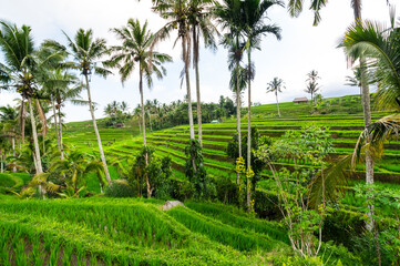 Jatiluwih rice terraces on Bali