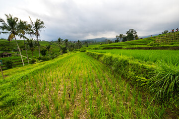 Jatiluwih rice terraces on Bali