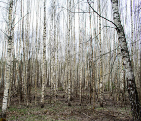 birch trees in the woods