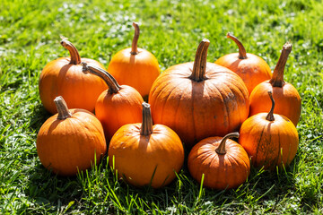 Orange pumpkins in green garden grass. Halloween and autumn background