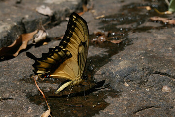 butterfly on the ground