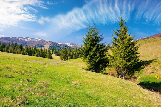 carpathian countryside in springtime. landscape with fir trees on the meadow covered with fresh green grass. snow on the distant mountains. sunny weather with clouds on the sky. borzhava ridge