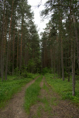 Fototapeta na wymiar path in the pine woods