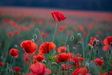 Poppy flower. A field of poppy flowers
