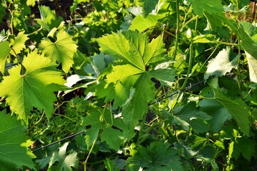 Branch of vine leaves with selective focus and blurred backdrop with sunlight. Green grapes leaves, soft focus. Foliage background 