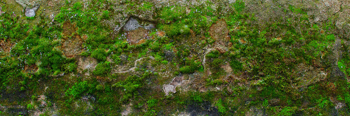 Green moss covered the old wall. Close-up.