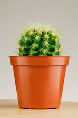 Indoor cactus in a pot on a wooden table against the wall of pastel mustard color