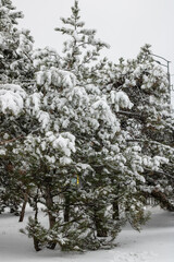 Winter landscape with snow covered pine trees