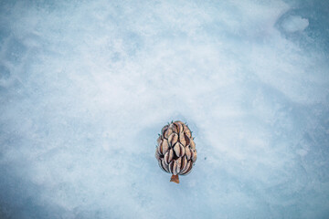 Concept; A fruit rests on ice after falling from the tree