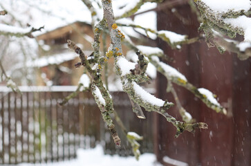 trees with moss in the garden in winter