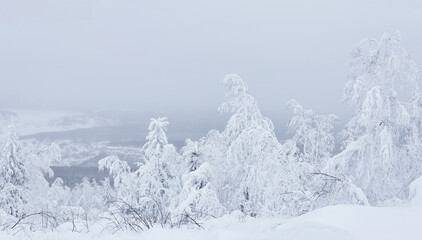 frosty winter landscape - trees in hoarfrost and a snow-covered forest to the horizon