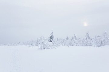 northern landscape - frozen forest tundra under deep snow in a frosty haze