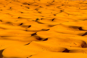 Fototapeta na wymiar A close up view of Seif dunes in the red desert at Hatta near Dubai, UAE in springtime
