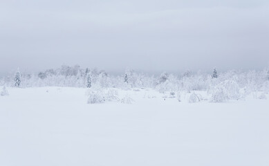 Fototapeta na wymiar northern landscape - frozen forest tundra under deep snow in a frosty haze