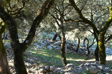 Bello paraje de la sierra de cadiz epaña