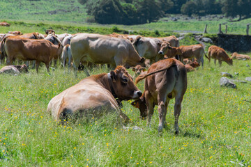 Cows and their calves