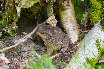 Yellow toad on a rock