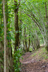 Path in the middle of the forest