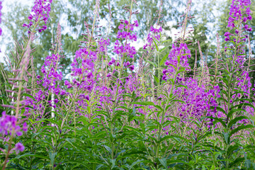 Fototapeta premium Field of blooming sally flowers or Ivan Tea, wild medicinal herbal tea of willow plant or Epilobium