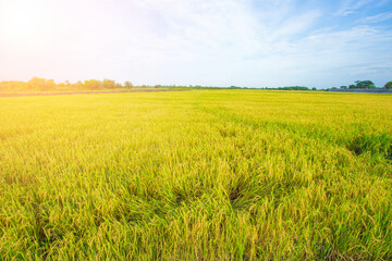 Obraz premium Empty yellow rice field background